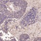 Anti-Cyclin B1 CCNB1 Rabbit Monoclonal Antibody